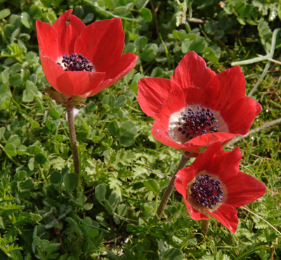 Flowers at Hierapolis