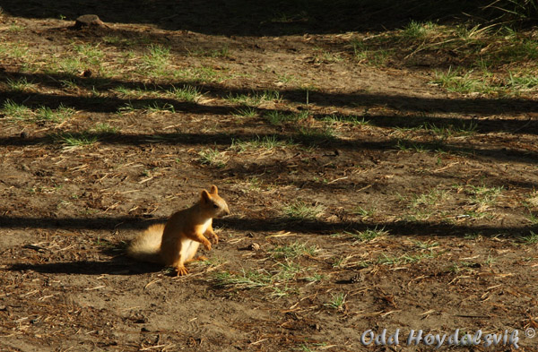 Solar eclipse squirrel