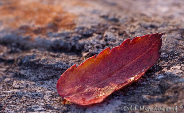 Autumn colours, Høstfarger