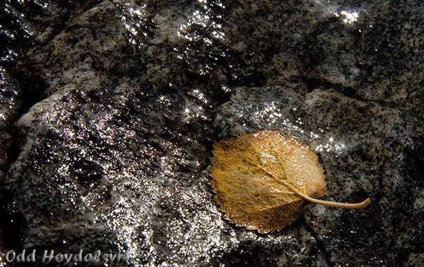 Autumn colours, Høstfarger Mjølfjell