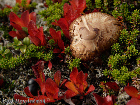 Autumn colours, Høstfarger Mjølfjell