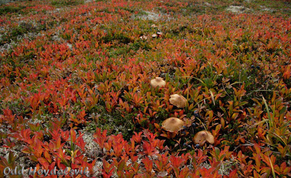 Autumn colours, Høstfarger Mjølfjell