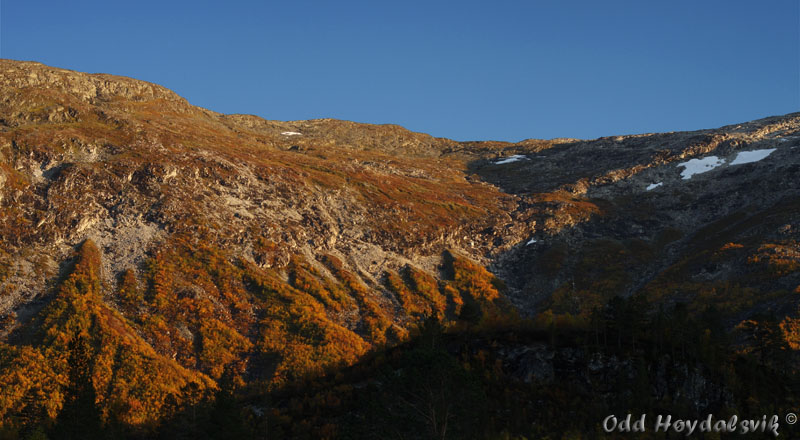Autumn colours, Høstfarger Mjølfjell