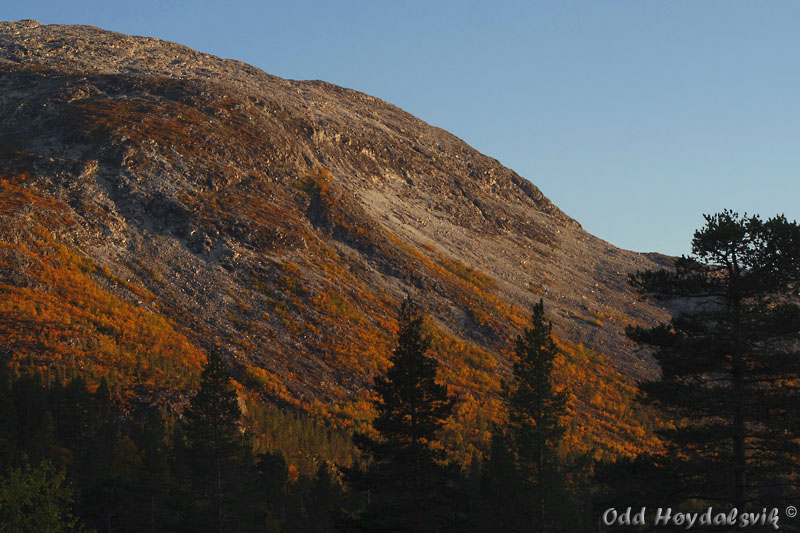 Mjølfjell