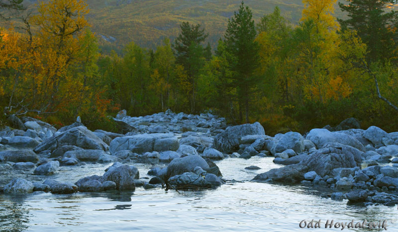 Autumn colours, Høstfarger Mjølfjell