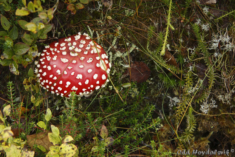 Autumn colours, Høstfarger Mjølfjell