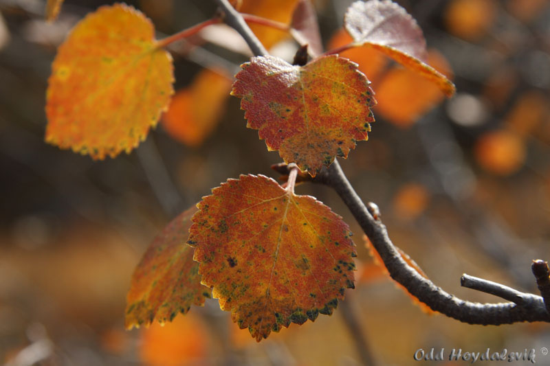 Autumn colours, Høstfarger Mjølfjell