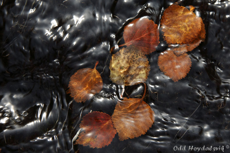 Autumn colours, Høstfarger Mjølfjell