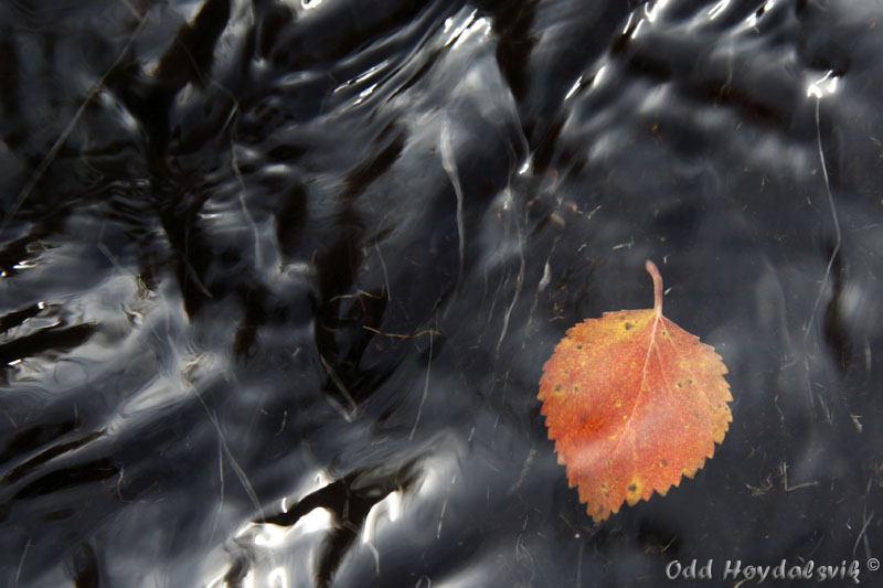 Autumn colours, Høstfarger Mjølfjell