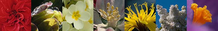 Flower close-up photos