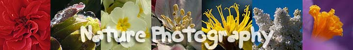 Nature Photography