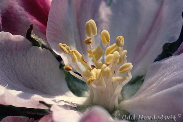 Epleblomst / Apple blossom