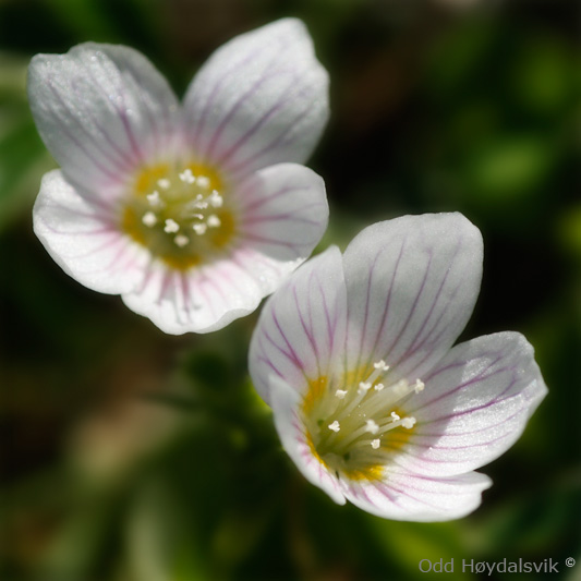 Vårblomster ved Mjølfjell